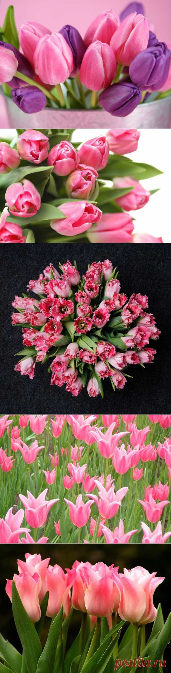Розовые тюльпаны | Удивительное и смешное в картинках