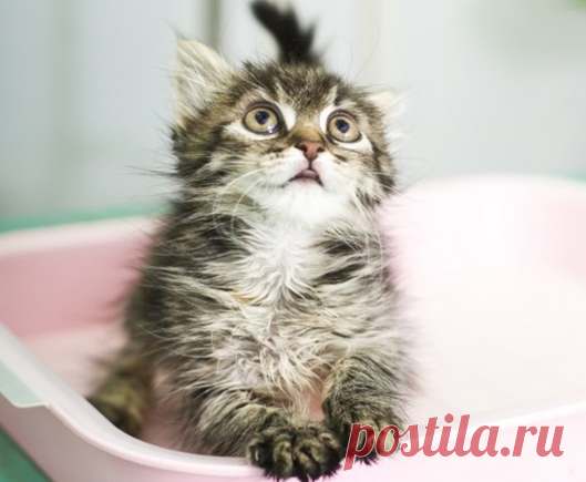 Почему кошки, перед тем как пойти в туалет, носятся по дому и мяукают? | Бетховен - сеть зоомагазинов | Дзен
