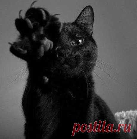 Чёрный кот, перебегающий вам дорогу, означает...., что у него дела на другой стороне дороги))) Не усложняйте!