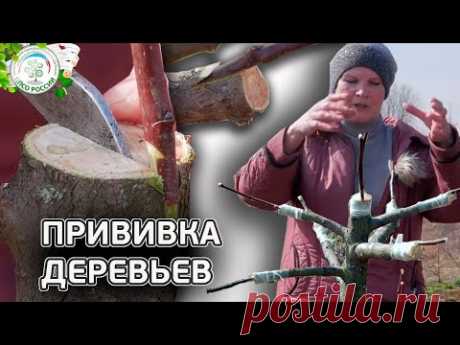 ПРИВИВКА ДЕРЕВЬЕВ ВЕСНОЙ. Как прививать деревья. (в расщеп | в приклад | в боковой зарез) Чать 2