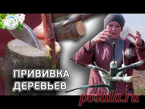 ПРИВИВКА ДЕРЕВЬЕВ ВЕСНОЙ. Как прививать деревья. (в расщеп | в приклад | в боковой зарез) Чать 2