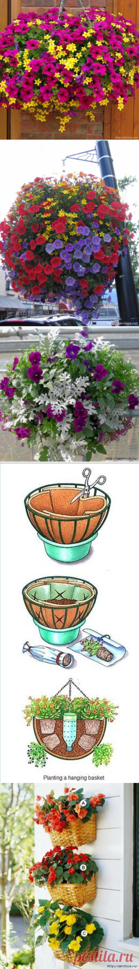 Как вырастить красивые ампельные цветы для висячих клумб
