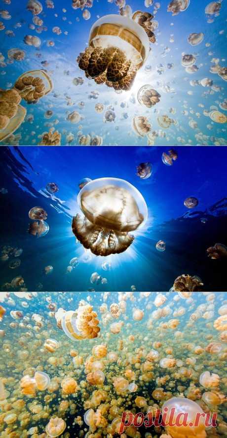 В окружении миллионов медуз