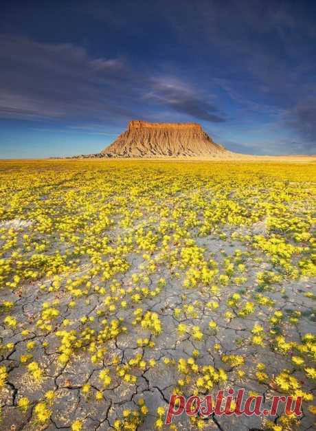 Цветущая пустыня в штате Юта