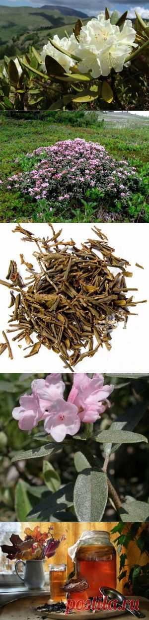 Саган Дайля: свойства и противопоказания ценного состава травяного чая