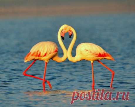 Flemingo formation in golden light Photo by Manoj Kulkarni — National Geographic Your Shot