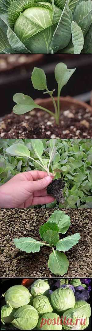 Как вырастить рассаду капусты и посадить ее в грунт | Дача - впрок