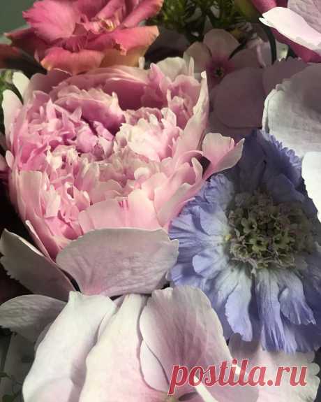 Honors Flower School and Club в Instagram: «Pretty pastel blooms..... 😍 • • • #summer #summerflowers #flower #flowers #flowerporn #flowergram #flowershop #florist #floristry #peony…» 16 отметок «Нравится», 3 комментариев — Honors Flower School and Club (@honorsflowerschoolandclub) в Instagram: «Pretty pastel blooms..... 😍 • • • #summer #summerflowers #flower #flowers #flowerporn #flowergram…»