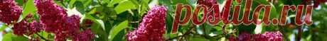 Выращивание шелковицы » Фазенда-онлайн / сайт о садовых культурах
