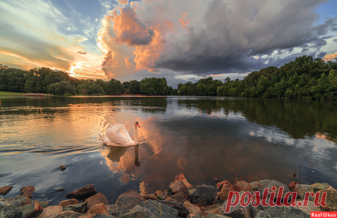 Фото: Белый лебедь на пруду. Фотограф Leonid Dyachenko. Пейзаж - Фотосайт Расфокус.ру
