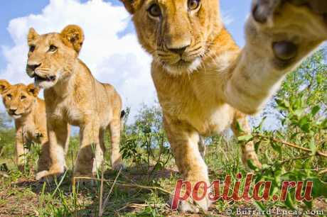 животные африки фото - Поиск в Google Молодняк.
