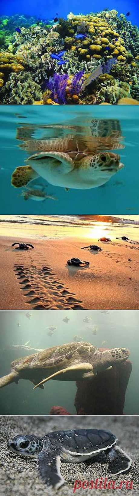 Дайвинг по миру | Дайвинг в Мексике, России, в мире
Удивительные и увлекательные, познавательные и экологические приключения можно встретить сейчас по ночам на 
Мексиканских пляжах. У нас начался сезон, когда черепаха несет яйца на пляже и в то же время вылупляется множество маленьких черепашек. Действие происходит только ночью и больших морских черепах как и маленьких черепашек, бежащих к морю, можно увидеть под светом луны. Приезжайте в Мексику