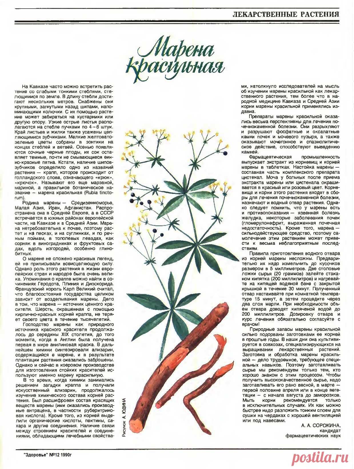 Марена красильная