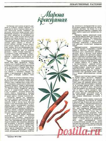 Марена красильная