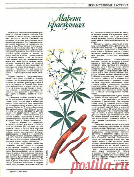 Марена красильная
