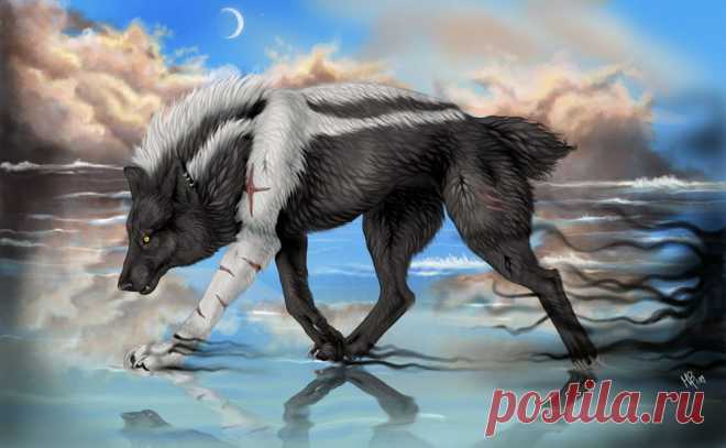 Обои Черно-белый волк со шрамами бежит по воде на рабочий стол, страница