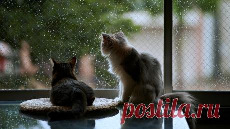 Cats-pets-window-rain-house-life