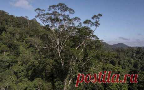 До самого высокого дерева высотой 88,5 метров в джунглях Амазонки впервые добралась экспедиция
