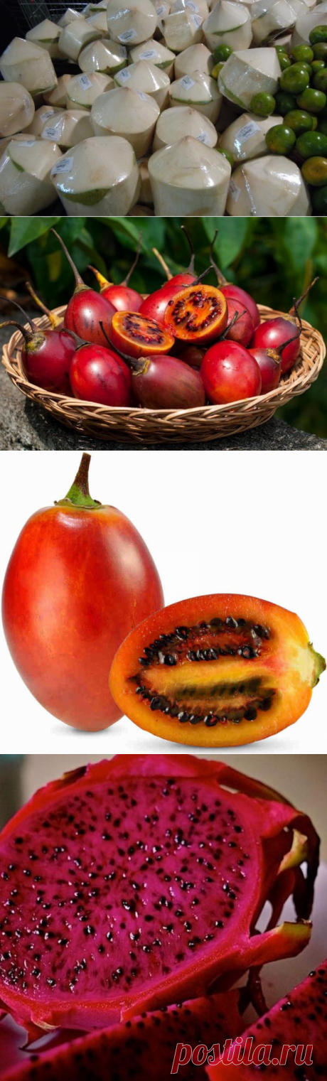 Какие экзотические фрукты бывают? Кокос, Тамарилло, Питахайя фото и описание