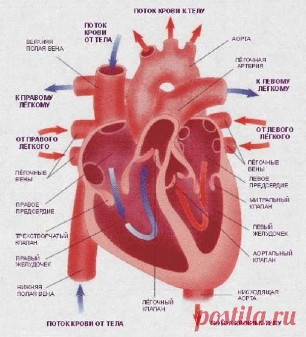 Реальные причины заболеваний сердца. И дело тут вовсе не в жирной пище…
