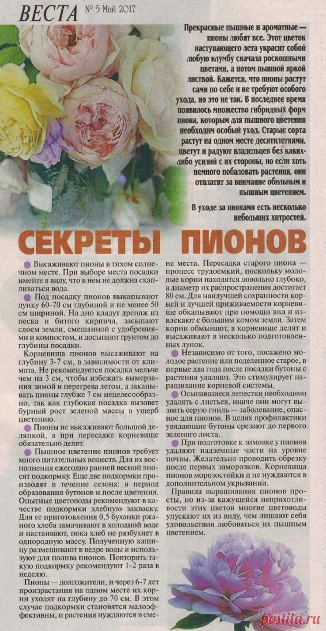 Секреты пионов