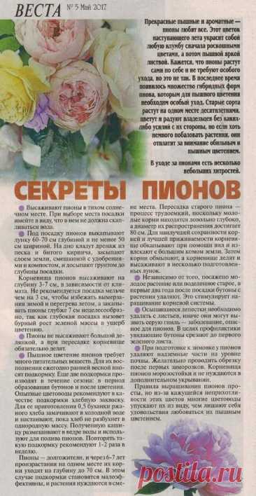 Секреты пионов