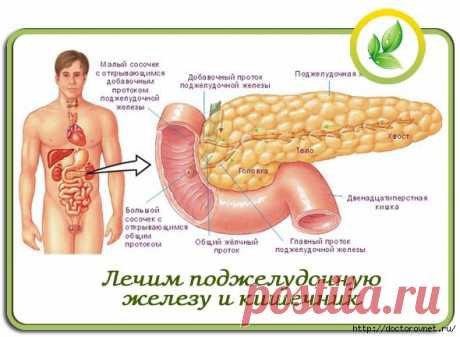 Кишечник, желудок | Записи в рубрике Кишечник, желудок | Советы и рецепты для Вашего здоровья