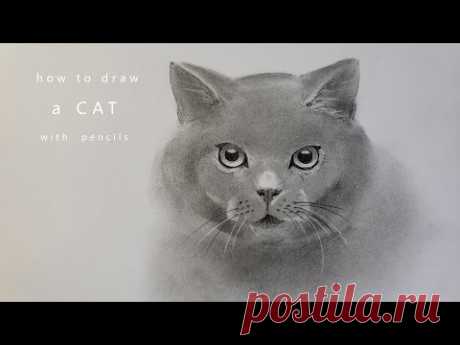 как нарисовать кошку how to draw a cat