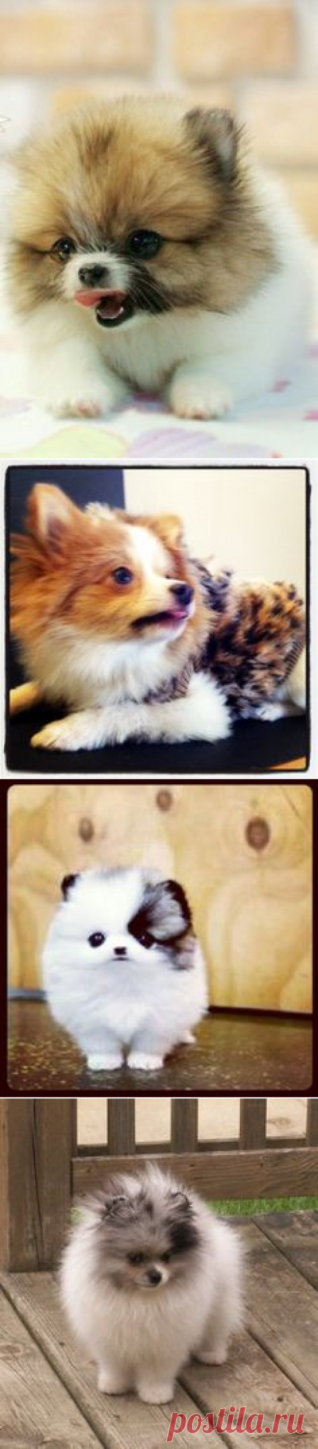 (2) OH SO CUTE ! COCO Pomeranian Puppy | Beautiful & Cute & Funny Animals
