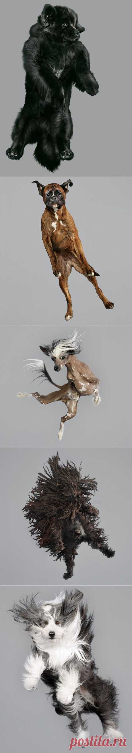 Очаровательные летающие собаки. Фотограф Джулия Кристе (Julia Christe) - Фотоискусство