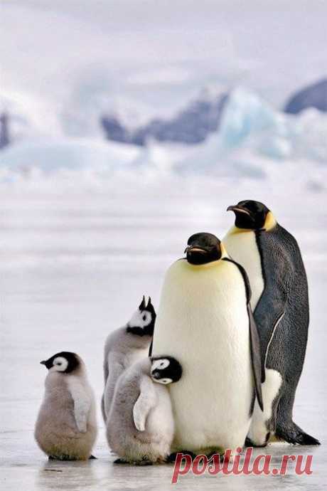 Семейка пингвинов.