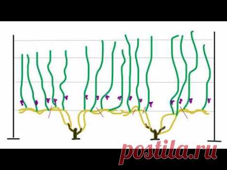 Формировка винограда. Просто и доступно.