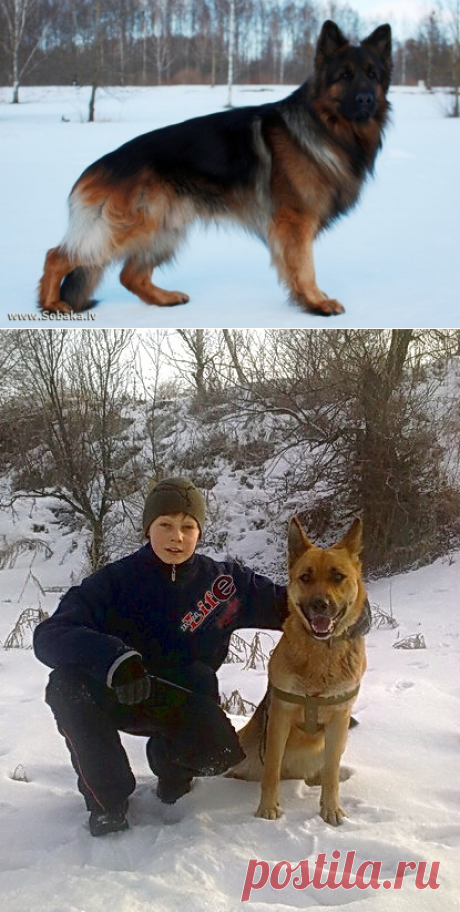 Скажите, почему ваша собачка все время скулит? – Блог. Run, пользователь Марина Николаева | Группы Мой Мир