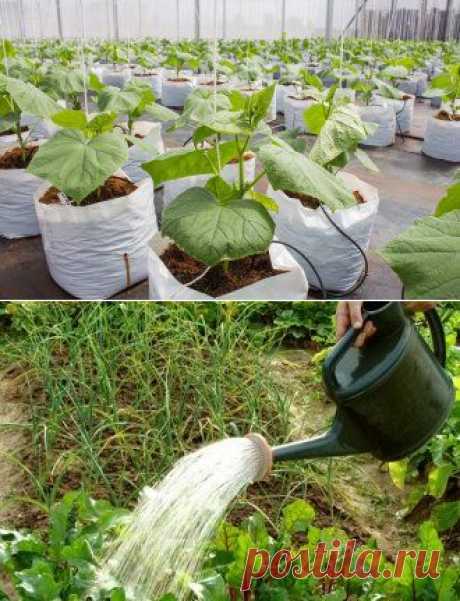 Усадьба | Огородник : Способы посадки картофеля