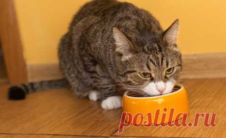 Как правильно кормить кошку: здоровое питание для питомца | Hill's Pet