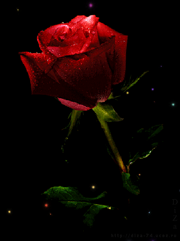 Анимированные цветы. Анимированные розы. Цветы gif. Розы гиф. Гиф красивые розы