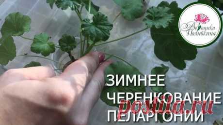 Зимнее черенкование пеларгонии | Сад-огород с Вероникой Поливкиной   | Дзен