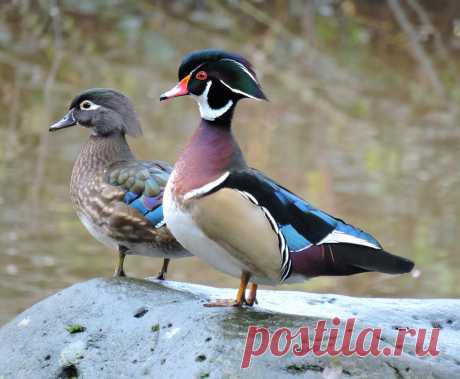 Wood Duck Pair | This pair of Wood Ducks was one of the esti… | Flickr