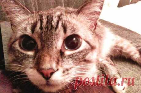 Свинотовидный кот против котовидной свиноты | Кошка Чернуха и кот Беляшик | Яндекс Дзен