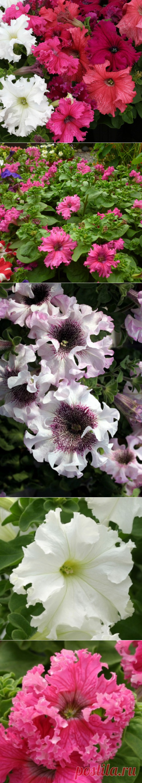 Фриллитунии — петунии с огромными цветками