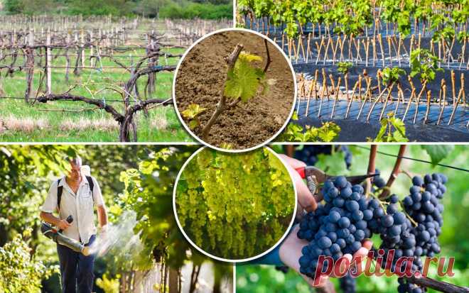 Уход за виноградом с весны до осени – полезные советы начинающим | В саду (Огород.ru)