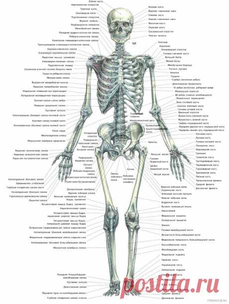 Картинки скелет человека (37 фото) ⭐ Забавник