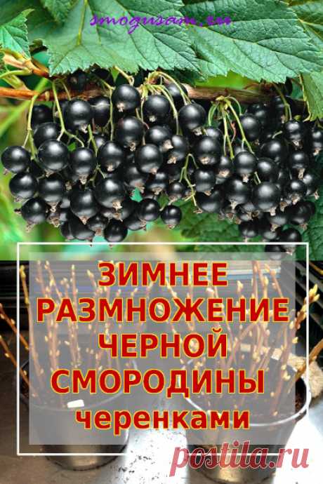 Как размножить смородину зимой черенками
Выращивание чёрной смородины. Размножение смородины черенками.