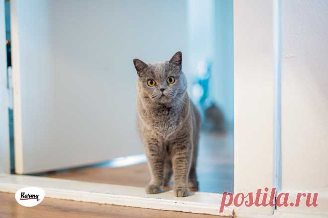 Зачем кошка следует за вами в ванную? | Karmy | Дзен