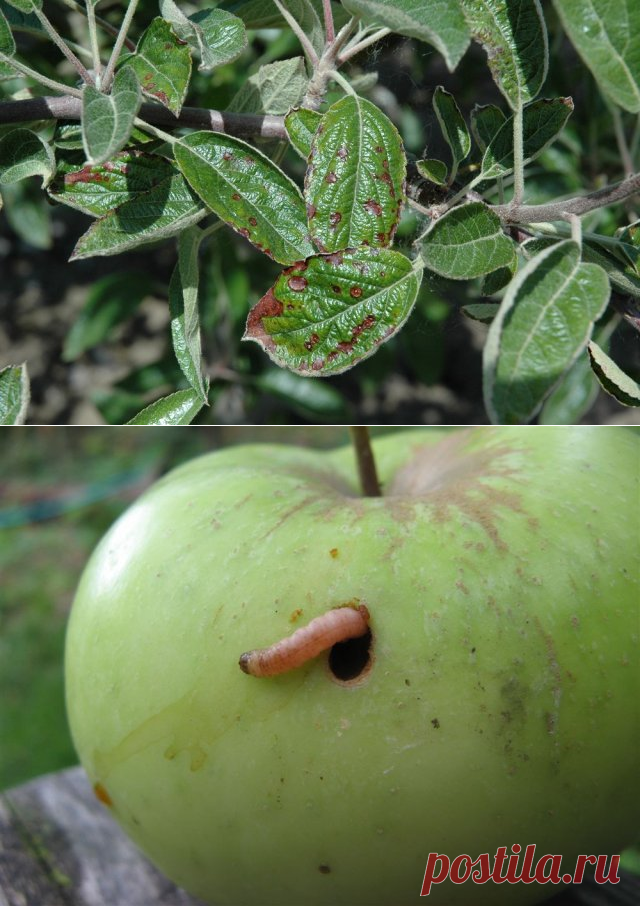 Обработка фруктов от вредителей. Фрукты с вредителями. Вредители фруктового сада. Яблоня обработанная пуршейдом. Чем обрабатывают яблоки.