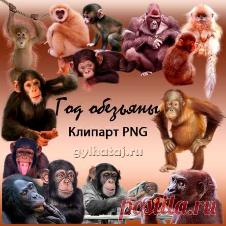 Год обезьяны. Клипарт PNG | Все для фотошопа. Фотошоп для всех