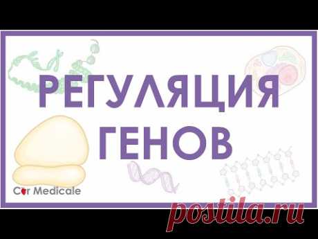 Регуляция экспрессии генов