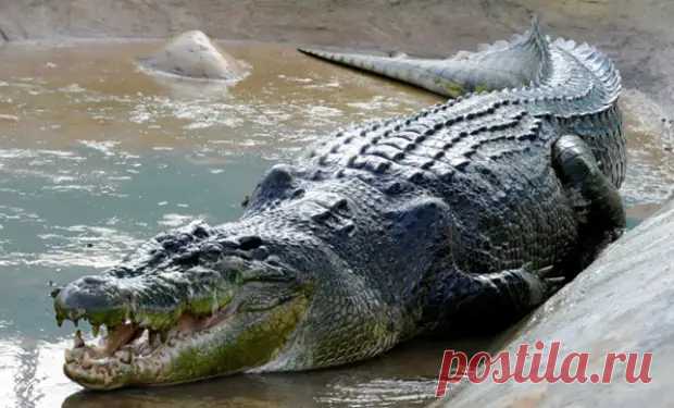 Африканский крокодил-гигант побил рекорды размеров: 7 метров длины и вес больше тонны - TRENDYMEN - медиаплатформа МирТесен
