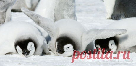 Как тусуются пингвины - 30 милейших фотографий - Фотопанорама