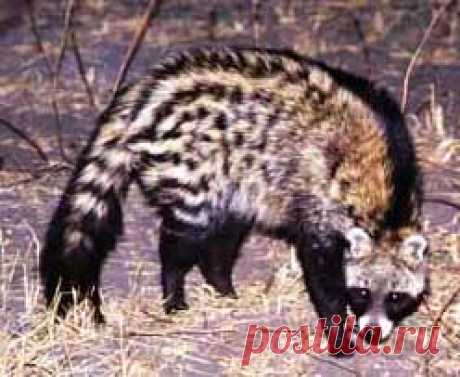Civets - The Ancient Mammal Family (Viverridae) | Animal Pictures and Facts | FactZoo.com